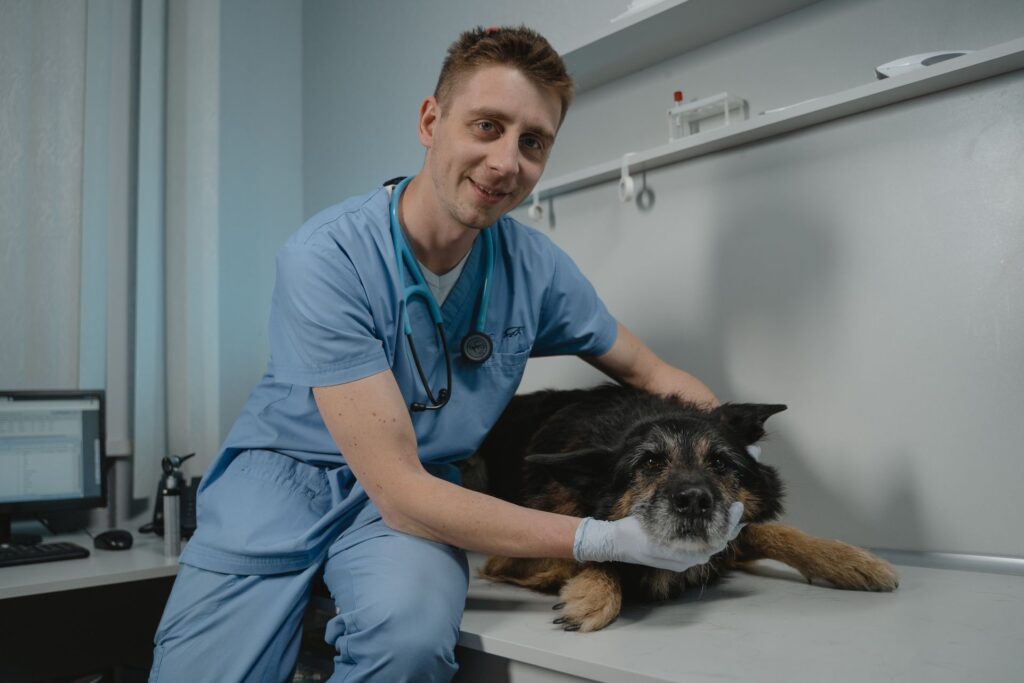 Confira as principais estratégias de marketing digital para clínica veterinária!