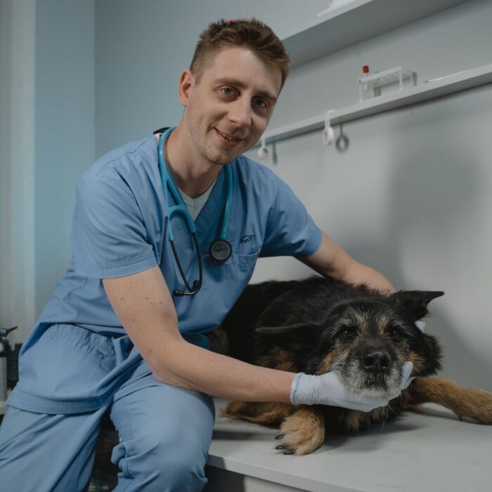 Confira as principais estratégias de marketing digital para clínica veterinária!
